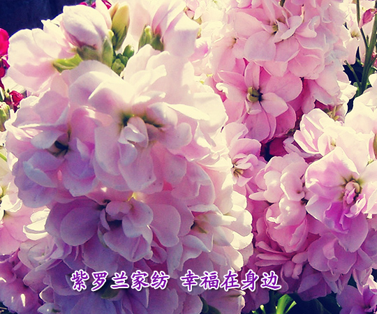 ҷҸ