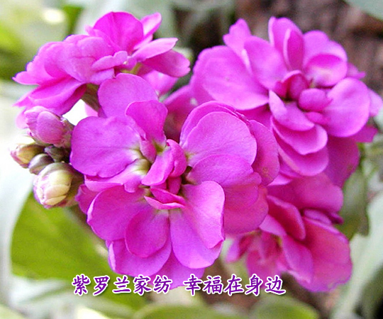 ҷҸ