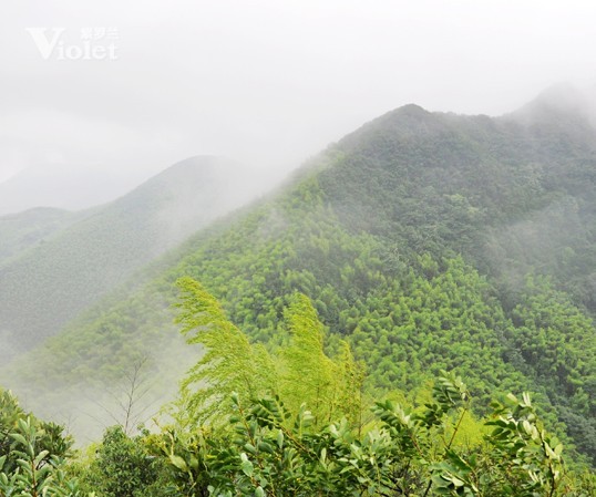 紫罗兰市场部登山拓展叙写永不放弃的团队精神