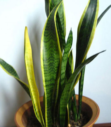 净化空气的室内植物装修入住就要舒适健康