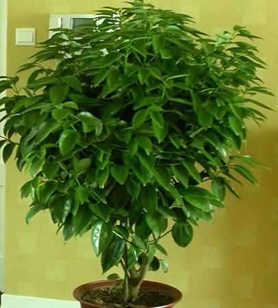 净化空气的室内植物装修入住就要舒适健康